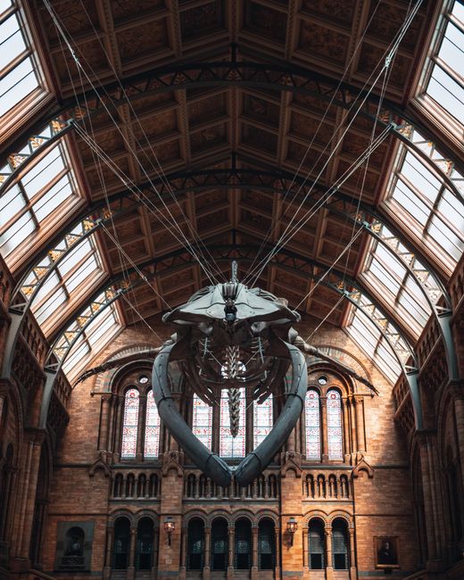 Inside a historic building with a high, vaulted wooden ceiling supported by arched beams and large, multiple-pane windows allowing natural light. An enormous whale skeleton, with its jaw open and vert