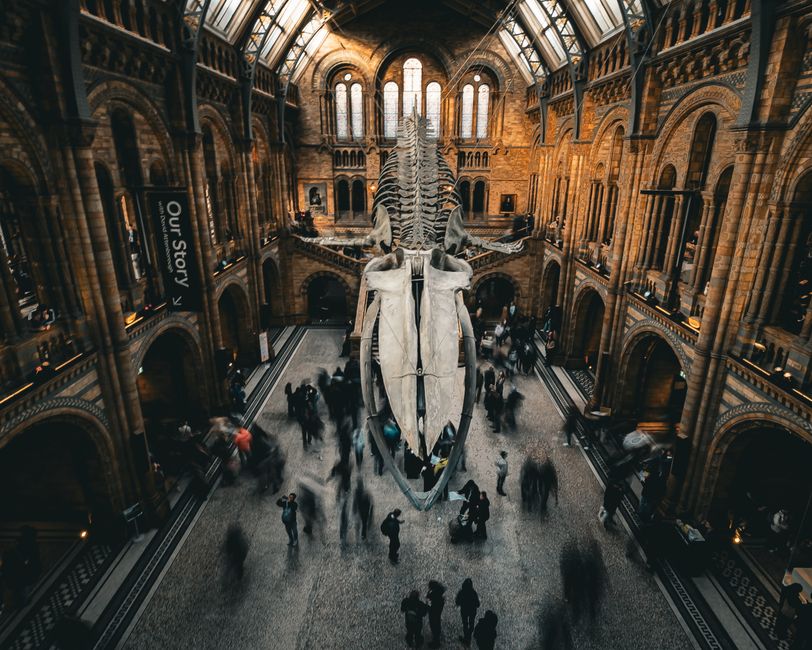 Inside a historic building with a high, vaulted wooden ceiling supported by arched beams and large, multiple-pane windows allowing natural light. An enormous whale skeleton, with its jaw open and vert